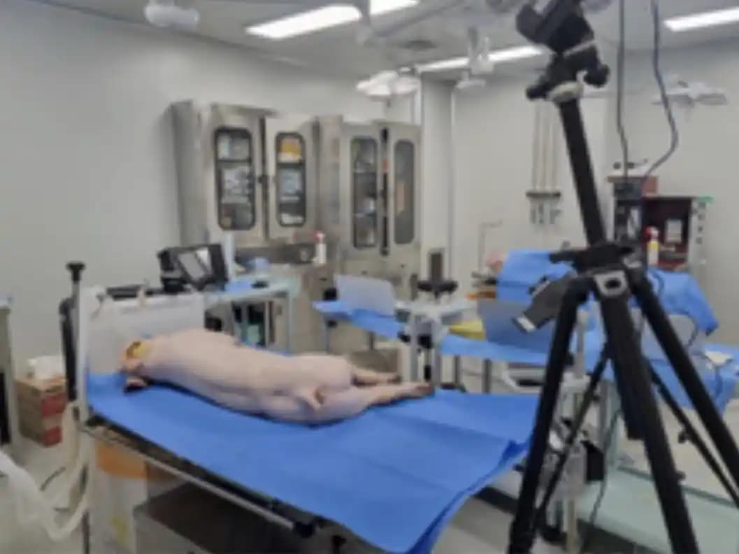 XERF Lazer Teknolojisinin Domuzlar Üzerinde Test Edilmesi ve Hayvan Deneyleri Tartışması