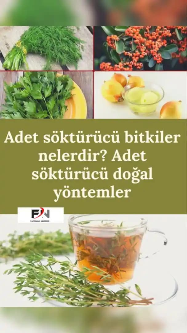 Adet Döngüsünü Düzenleyen Bitkiler: Doğal ve Geleneksel Yaklaşımlar