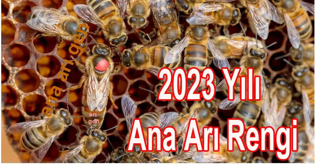 Arı Rengi Nedir Kozmetikte Kullanım Alanları ve Doğal Güzellik Trendleri