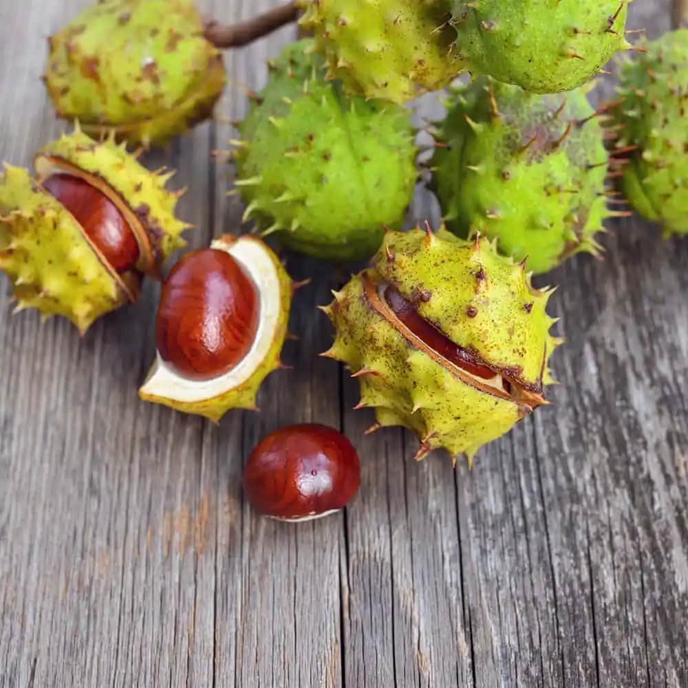 At Kestanesi İçi: Kozmetikte Doğal Güzellik ve Cilt Saç Bakımında Kullanımı