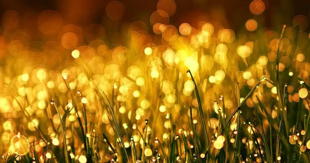 Balın Gücüyle Doğal Cilt Bakımı Yöntemleri ve Faydaları Hakkında Bilgi