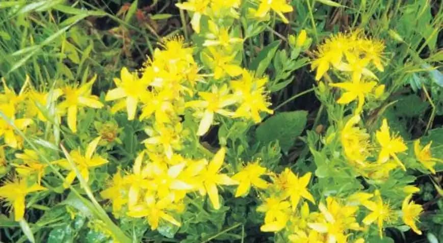 Bebek Yağı ve Sivilce İlişkisi: Doğal Cilt Bakımında Bilinçli Kullanım Önerileri