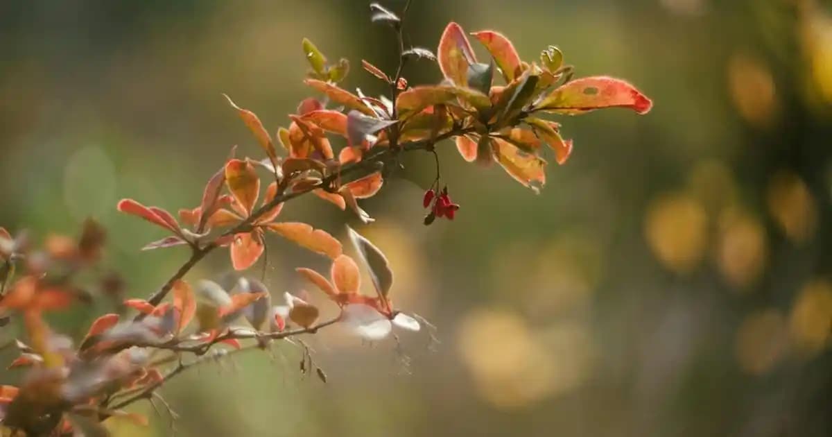 Dünyanın En Güzel ve Popüler Saç Modelleri Güncel Trendler ve Seçim İpuçları