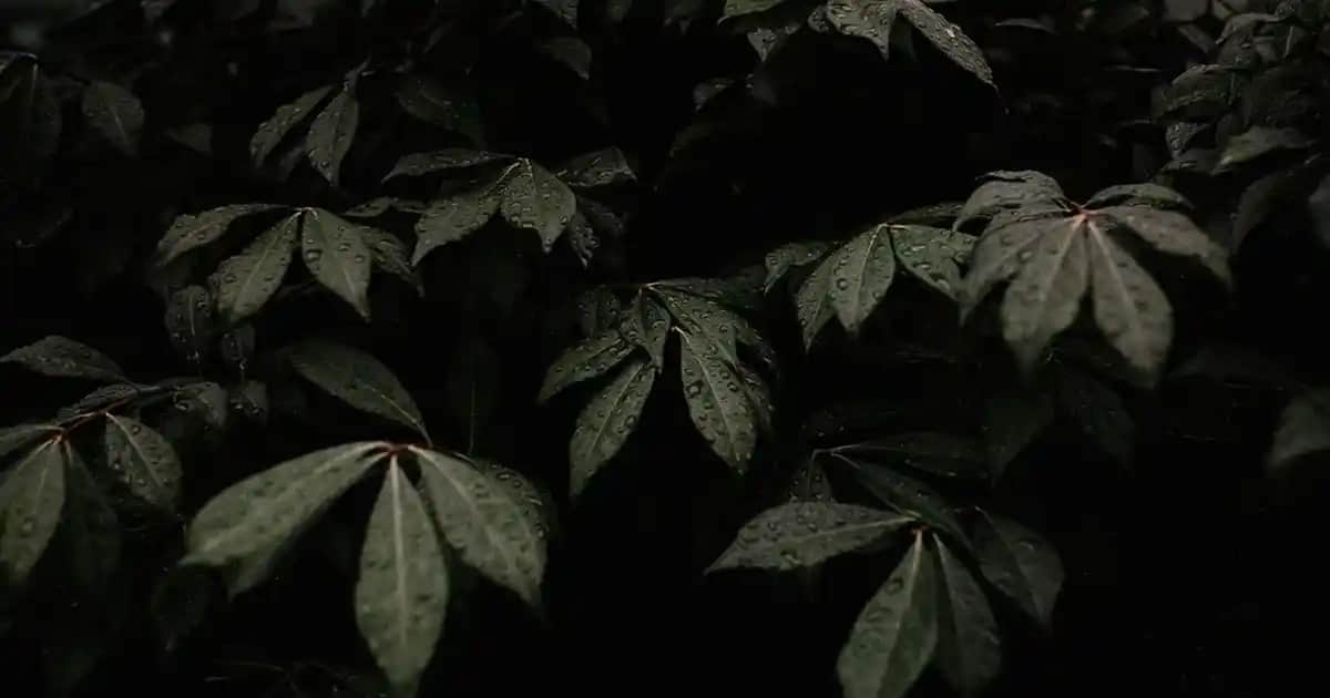 Erkeklerde Saç Kırılması Nedenleri ve Saç Sağlığını Koruma Yolları Analizi