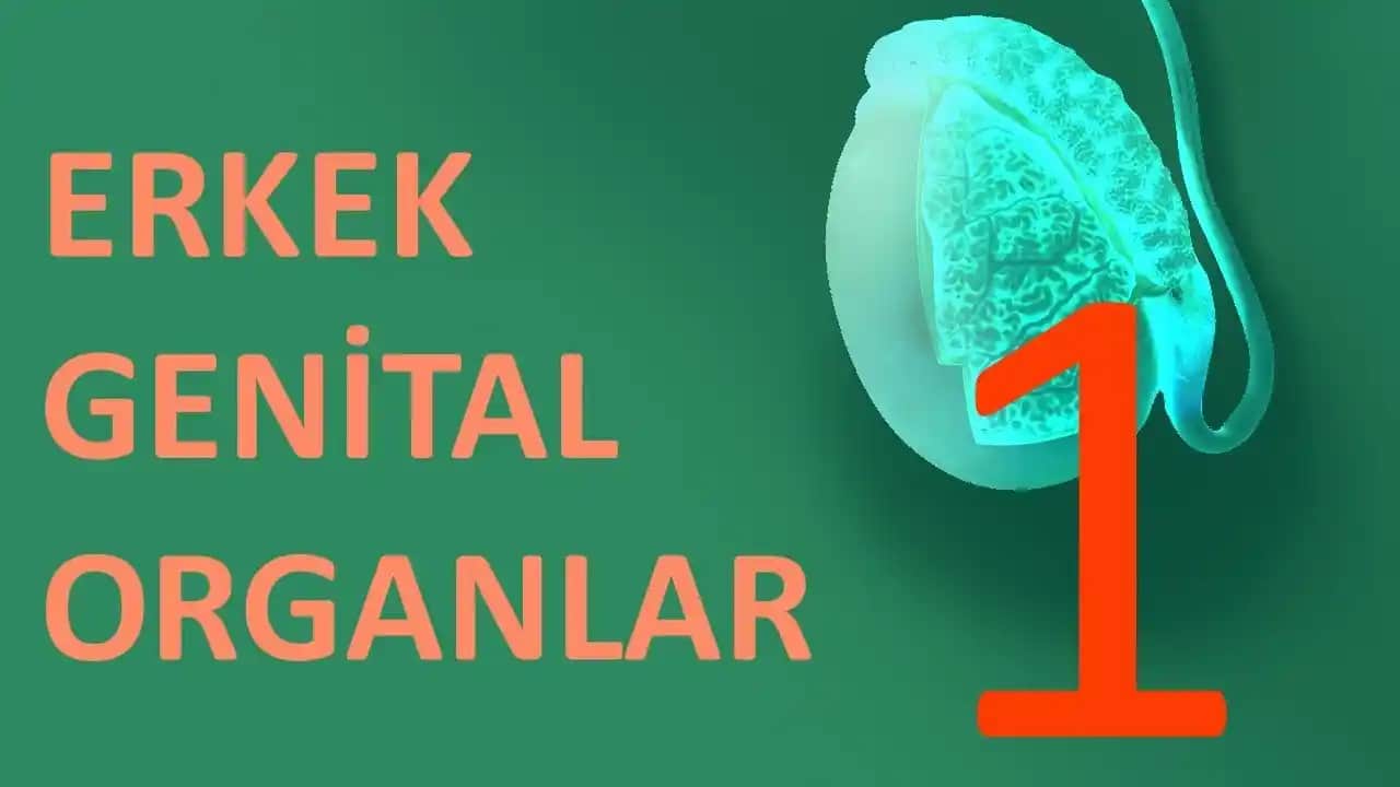 Erkekte Genital Mantar Nedir, Belirtileri ve Etkili Tedavi Yöntemleri