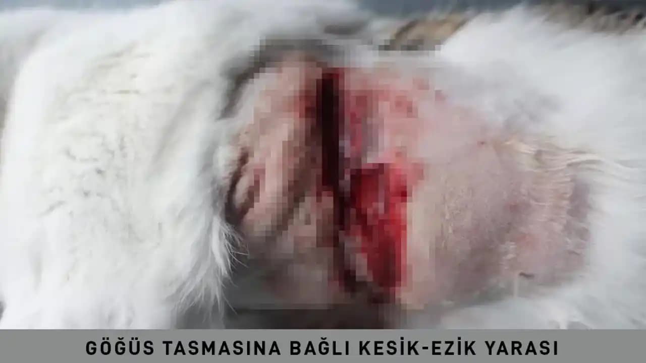 Göğüs Yarasında Estetik ve Bakımın Önemi: Etkili Yara Tedavi ve İz Azaltma Yöntemleri