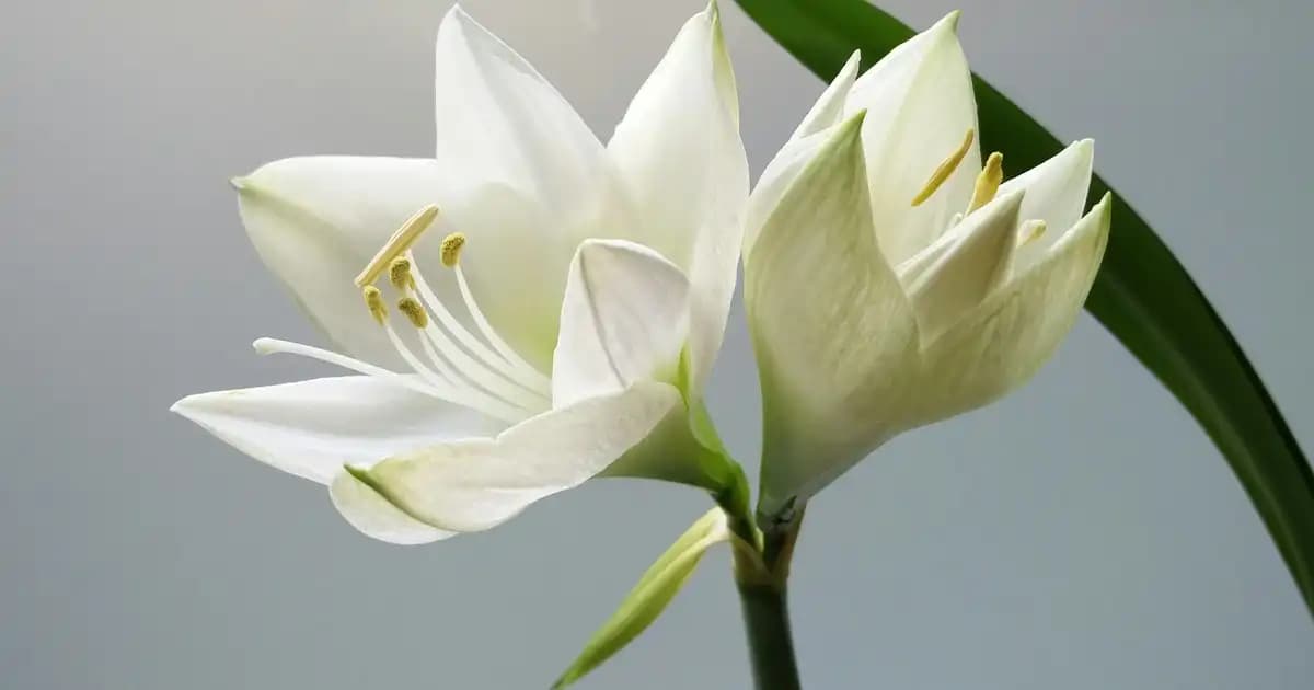 Göz Çevresi Egzaması Nedenleri, Belirtileri ve Etkili Tedavi Yöntemleri