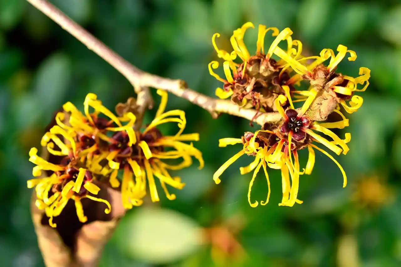 Hamamelis Nedir ve Kozmetik Dünyasında Sağladığı Faydalar Nelerdir