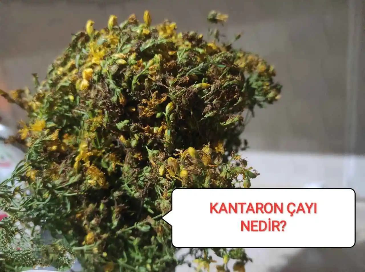 Kantaronun Kozmetik ve Cilt Bakımındaki Faydaları ve Kullanım Yöntemleri