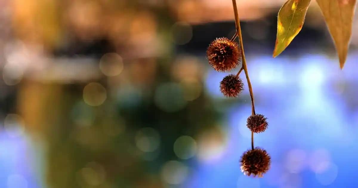 Kollajen Maskeleri: Cilt Sağlığı ve Gençlik İçin Etkili Kullanım Rehberi