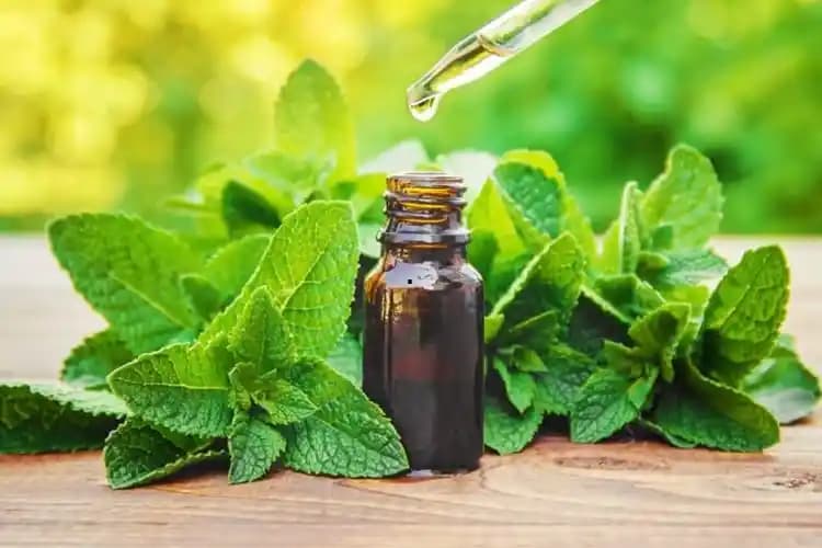 Kuru Naneden Nane Yağı Nasıl Yapılır Evde Doğal ve Sağlıklı Bir Ürün Elde Etme Yöntemleri