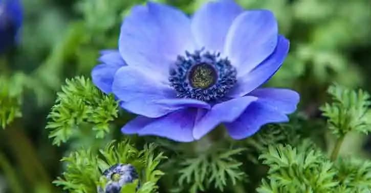 Mavi Anemon Yağının Güzellik ve Sağlık Üzerindeki Etkileri Doğal Bakımda Yeni Bir Alternatif