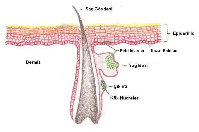 Saç Kökü Nedir ve Sağlıklı Saçlar İçin Nasıl Bakım Yapılmalı