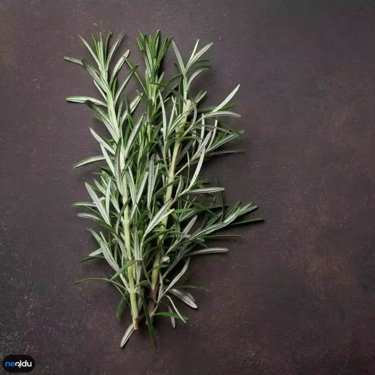 Saç Uzatan Bitkiler ve Doğal Yöntemlerle Sağlıklı Uzayan Saçlar