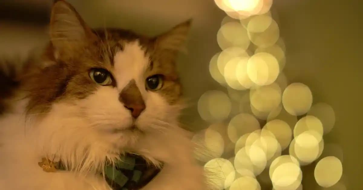 The Balm Kozmetik Markası: Doğal İçeriklerle Sürdürülebilir ve Yenilikçi Ürünler