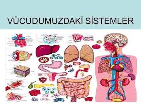 Vücutta Kabarmalar ve Kozmetik Çözüm Yöntemleri: Nedenleri ve Doğal Tedavi Seçenekleri