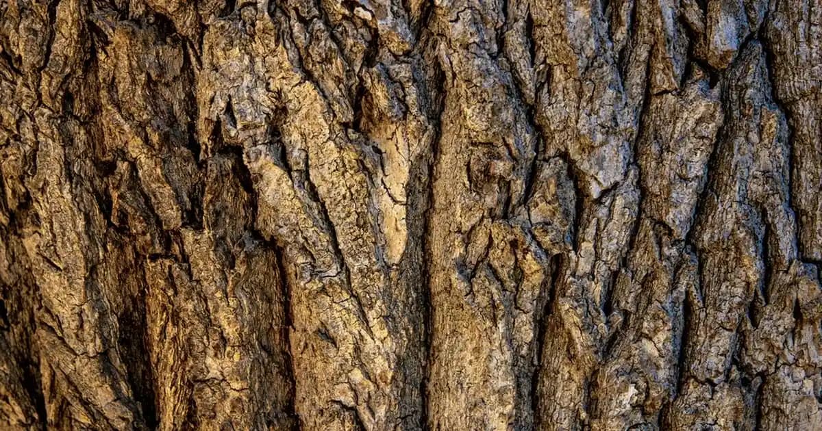 Vücutta Kırmızı Noktalar ve Kaşıntı: Nedenleri, Tanı ve Tedavi Yöntemleri