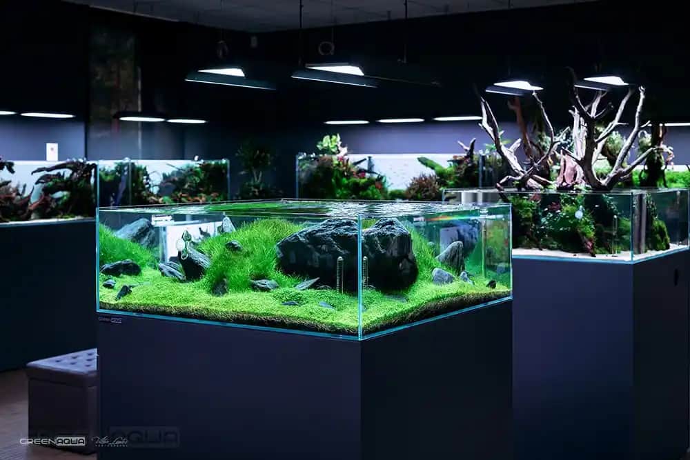 Yeşil Aqua Nedir Kozmetikte Kullanımı ve Faydaları Hakkında Detaylı Bilgi