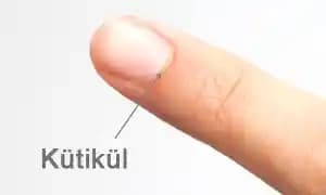 Kütikül Bakımı ve Tırnak Sağlığında Temel Koruma Yöntemleri Hakkında Bilgi