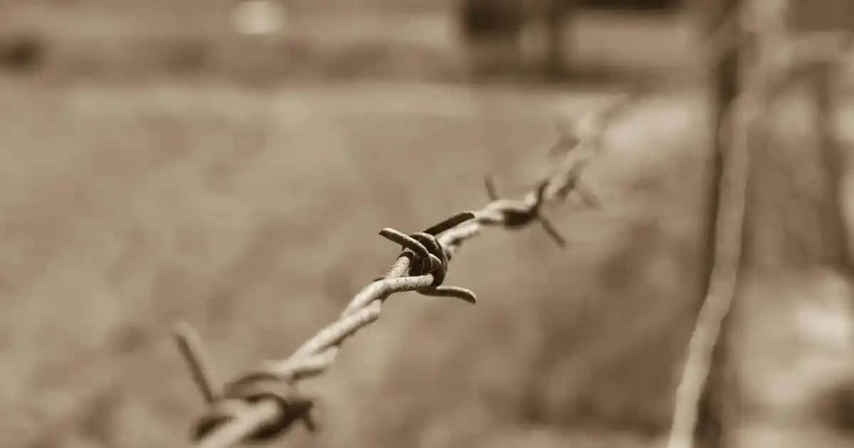 Cecemed Losyon ile Doğal ve Güvenilir Cilt Bakımı Çözümü