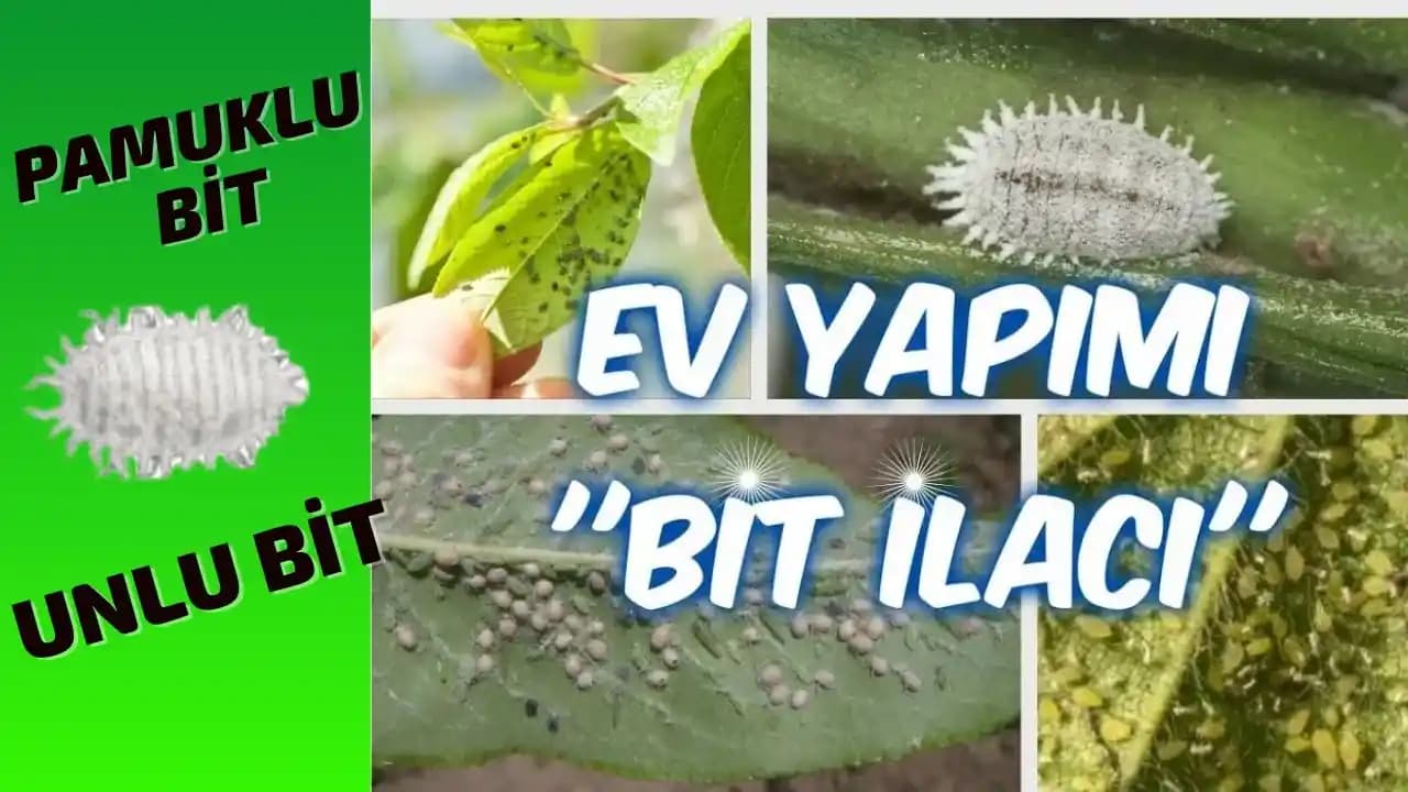 Evde Bit İlacı Kullanımı: Güvenli ve Etkili Yöntemler ile Parazit Kontrolü