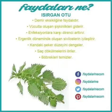 Isırgan Ekstresi: Kozmetik ve Kişisel Bakımda Doğal Güç ve Faydaları