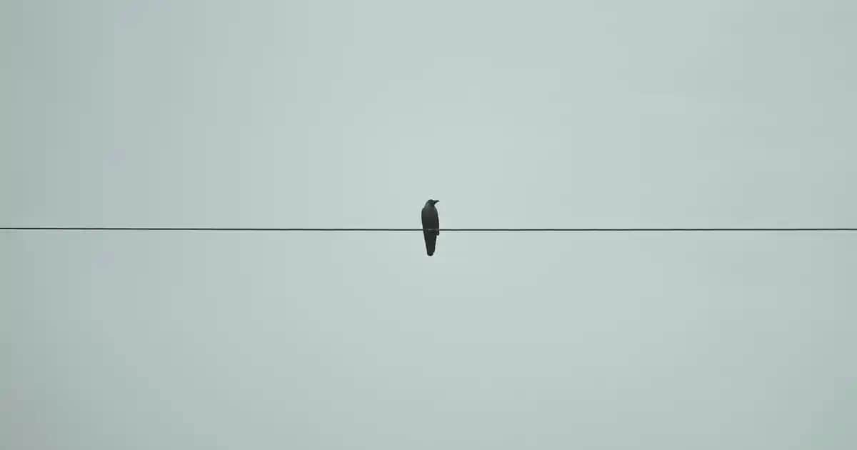 Rexona Pure Fresh Deodorant Serisi: Günlük Kullanım İçin Ferahlatıcı ve Güçlü Koruma