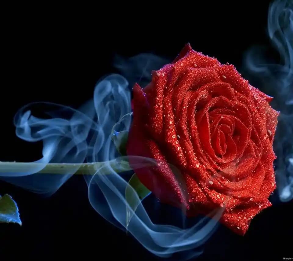 Rose Cool Nedir Gül Temelli Doğal Cilt Bakım Ürünleri ve Avantajları Hakkında Bilgi