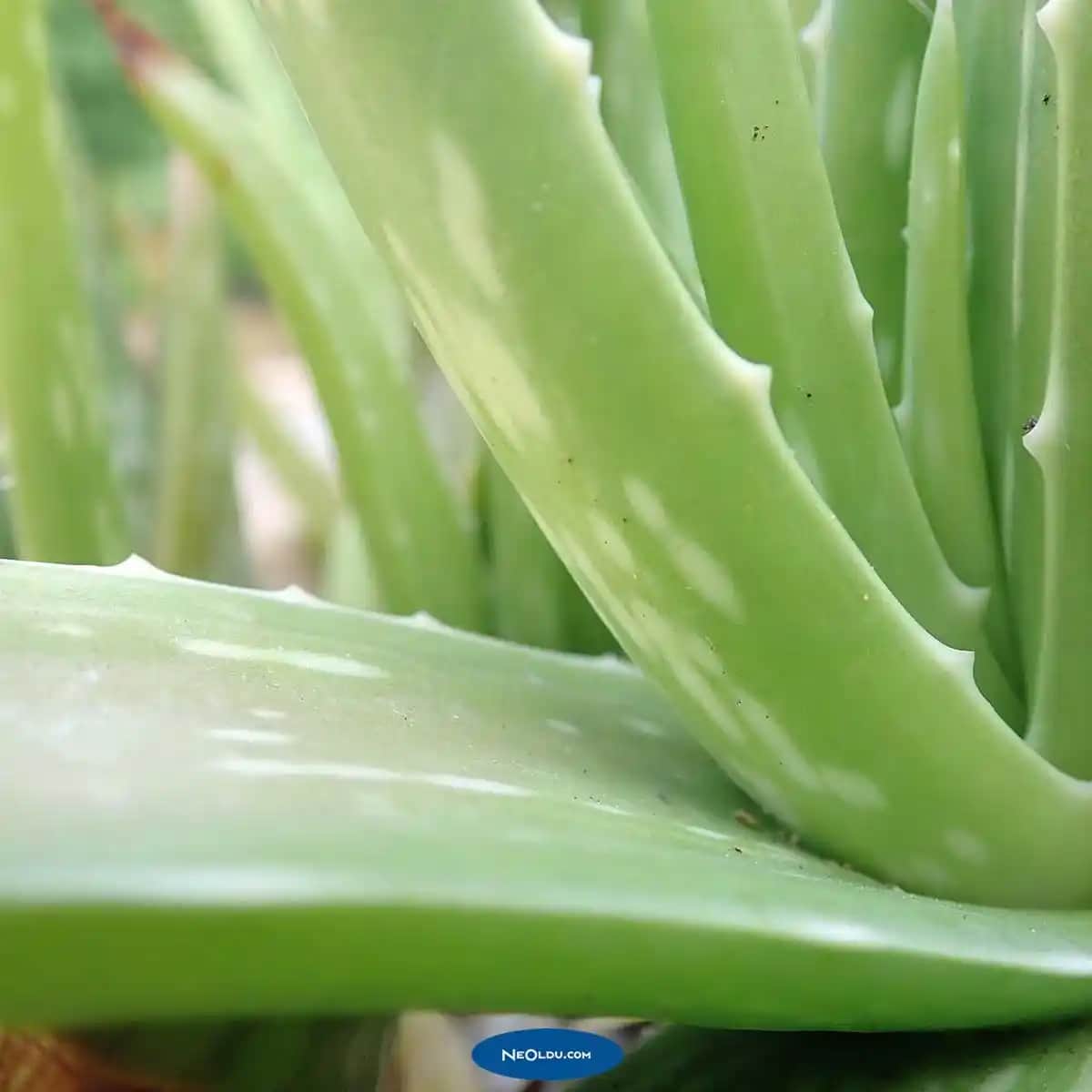 Saç Dökülmesine Karşı Doğal ve Etkili Bitkisel Çözümler Rehberi