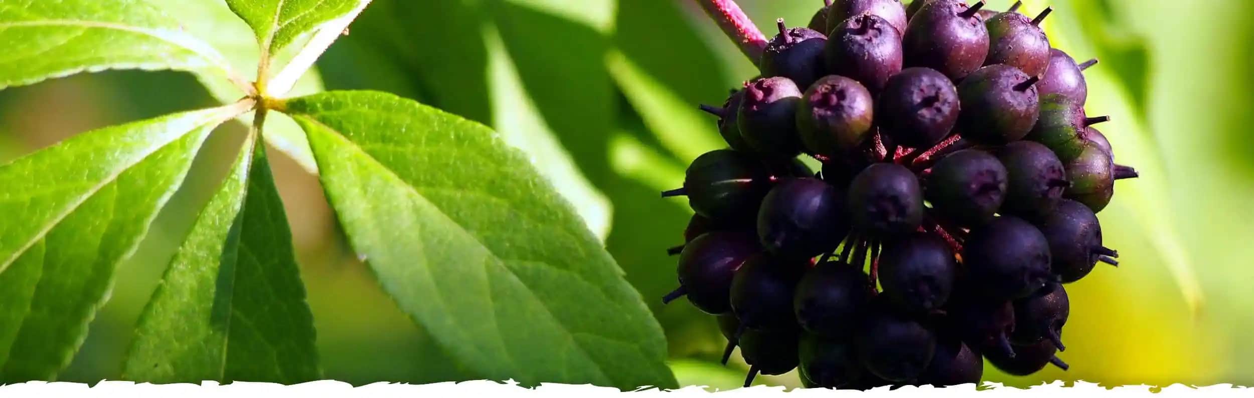 Siberian Ginseng'in Kozmetik ve Kişisel Bakımda Kullanımının Faydaları ve Özellikleri