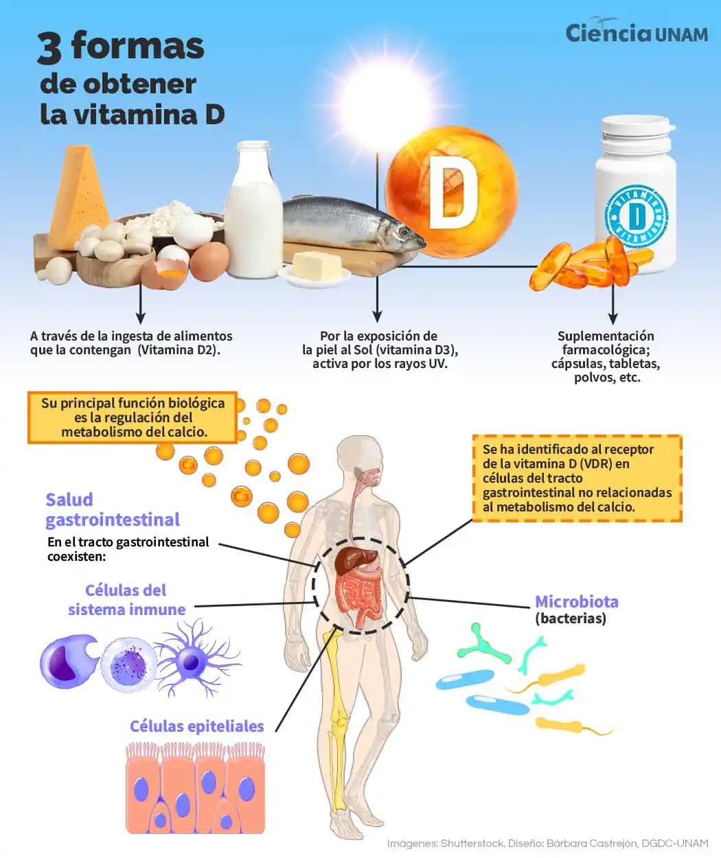 Vitamin D’nin Kozmetik ve Kişisel Bakımdaki Rolü ve Cilt Sağlığına Etkileri