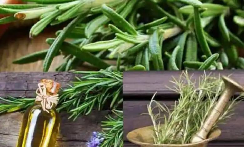 Biberiye Suyu: Doğal Güzellik ve Sağlık İçin Çok Yönlü Kullanım Rehberi