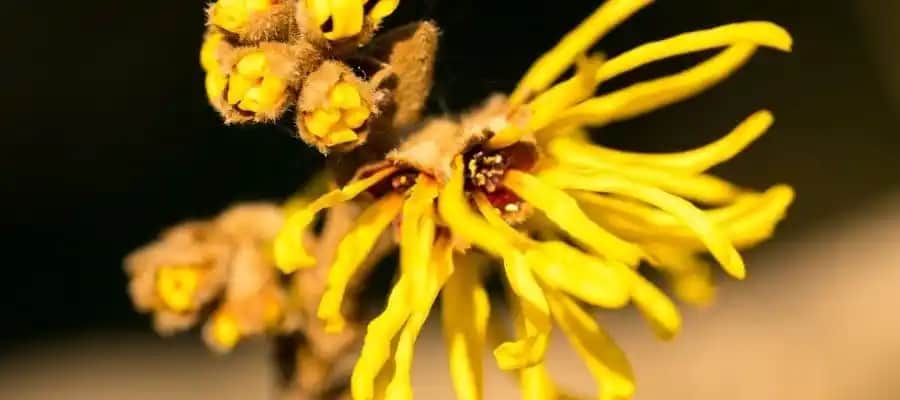 Ca<dı> Fın<dı>ğı: Doğal ve Etkili Kozmetik Çözüm Olarak Kullanımı ve Faydaları
