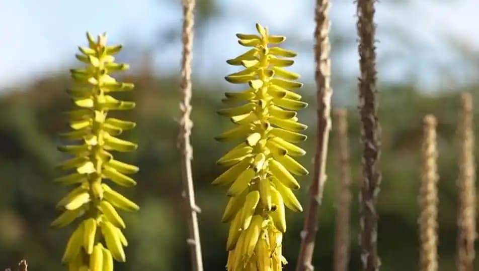 Çiçek Ölümsüzlük Otu: Doğanın Ebedi Güzelliği ve Kozmetik Sırları