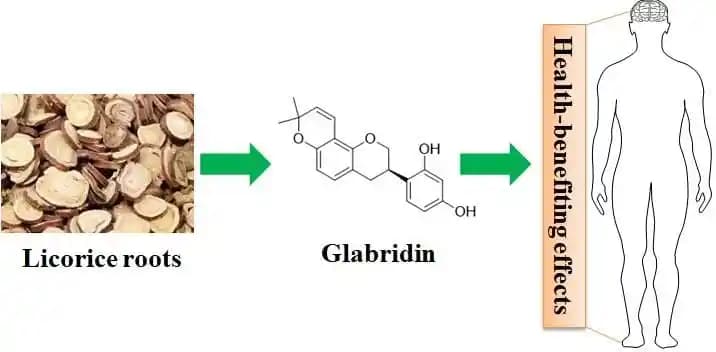 Glabridin Nedir? Kozmetik Sektöründe Doğal ve Güçlü Bir Bileşen