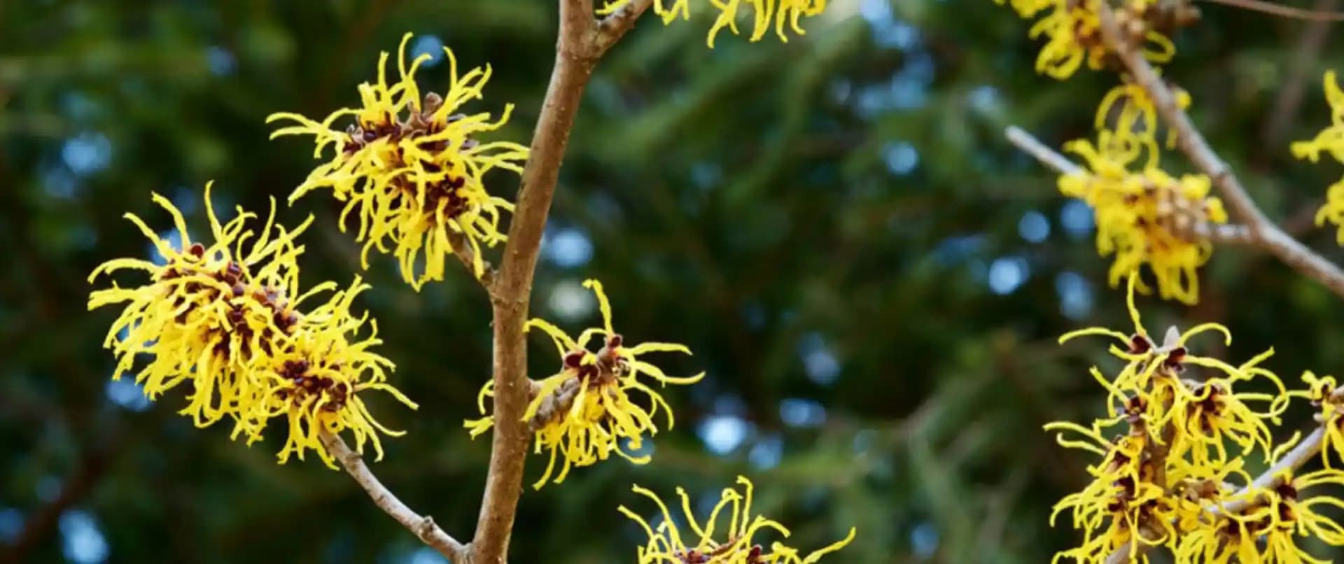 Hamamelis Virginiana'nın Kozmetik Alandaki Faydaları ve Doğal Kullanım İpuçları