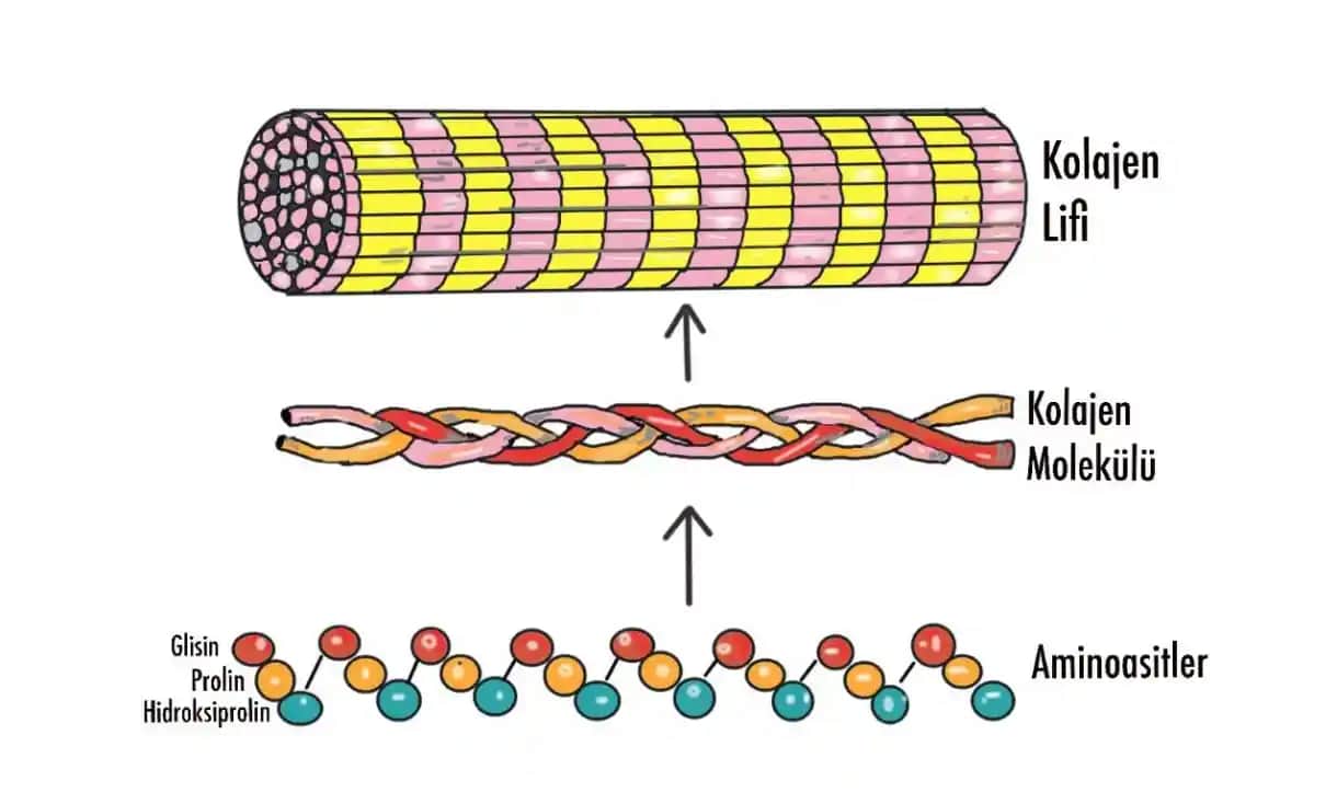 Kolajen İçeriği ve Sağlıkta Önemi: Gıda, Takviye ve Doğal Kaynaklar