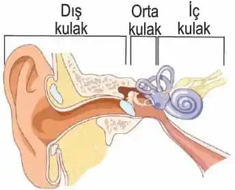 Kulak Bölümleri ve Kozmetik Bakımın Estetik ve Fonksiyonel Önemi