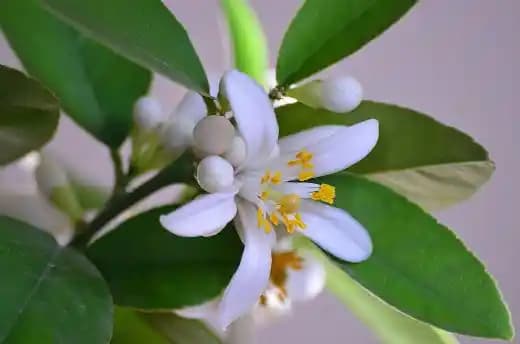 Limon Çiçeği Kozmetik Kullanımları ve Doğal Güzellik İçin Faydaları