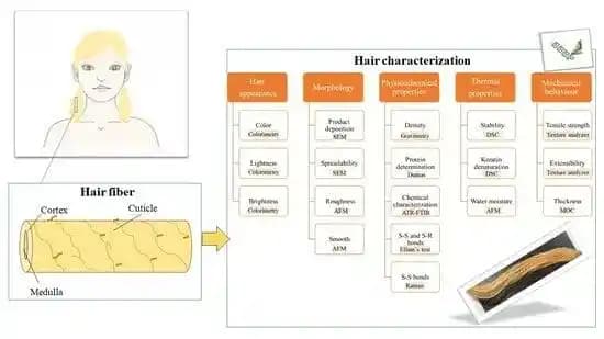 K18 ve Olaplex Ürünlerinin Ağartılmış Saçlarda Onarım Performanslarının Bilimsel Karşılaştırması