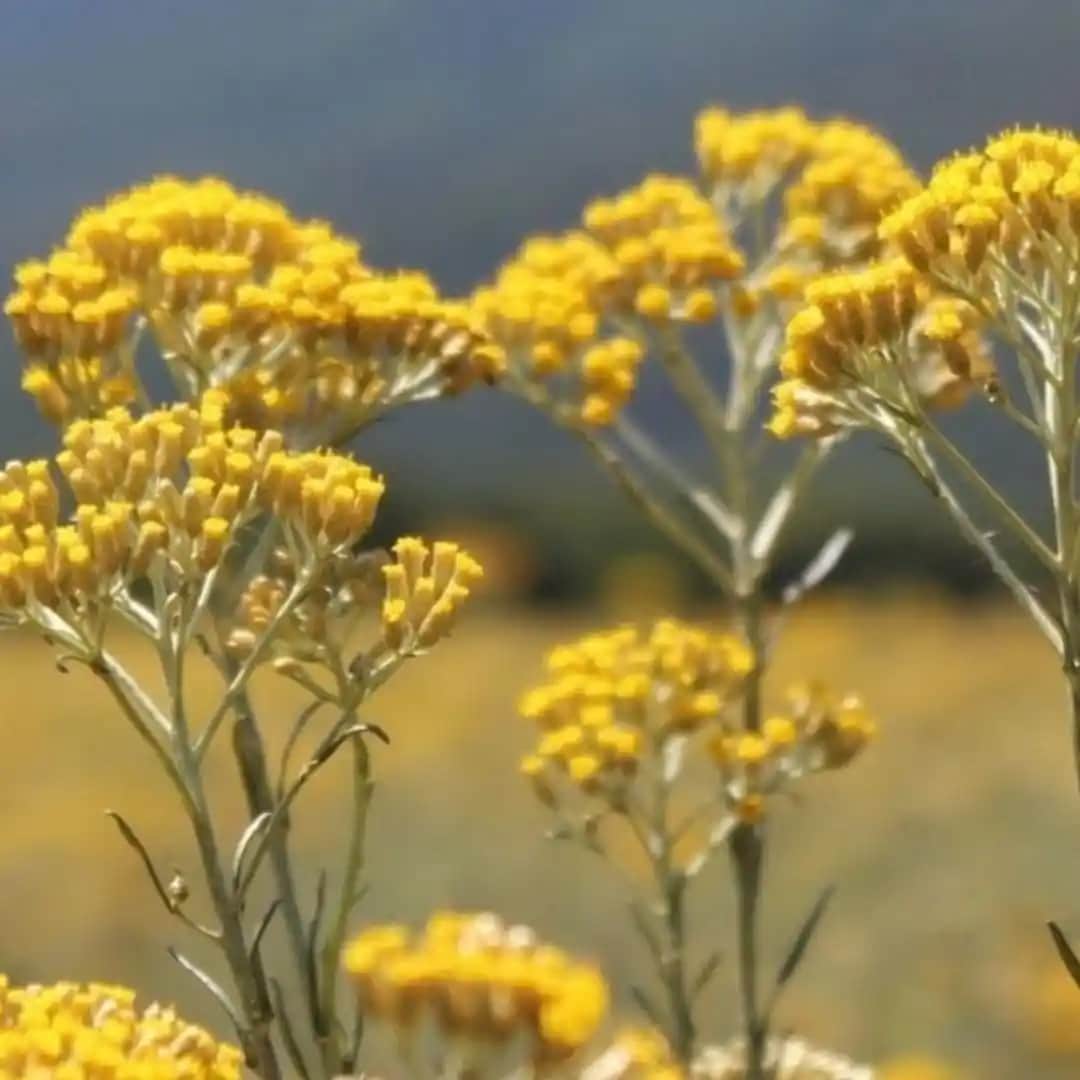 Ölmez Otu Nedir ve Kozmetik Uygulamalarda Nasıl Kullanılır