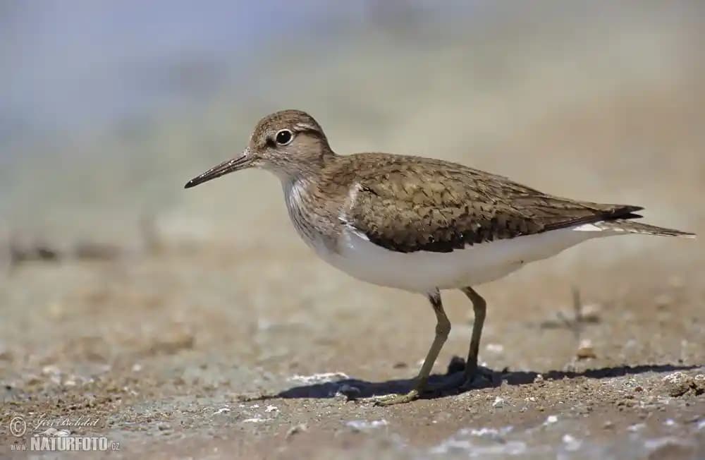 Pişik ve Kozmetik Bağlantısı: Cilt Sağlığını Koruma Yöntemleri ve Bakım İpuçları