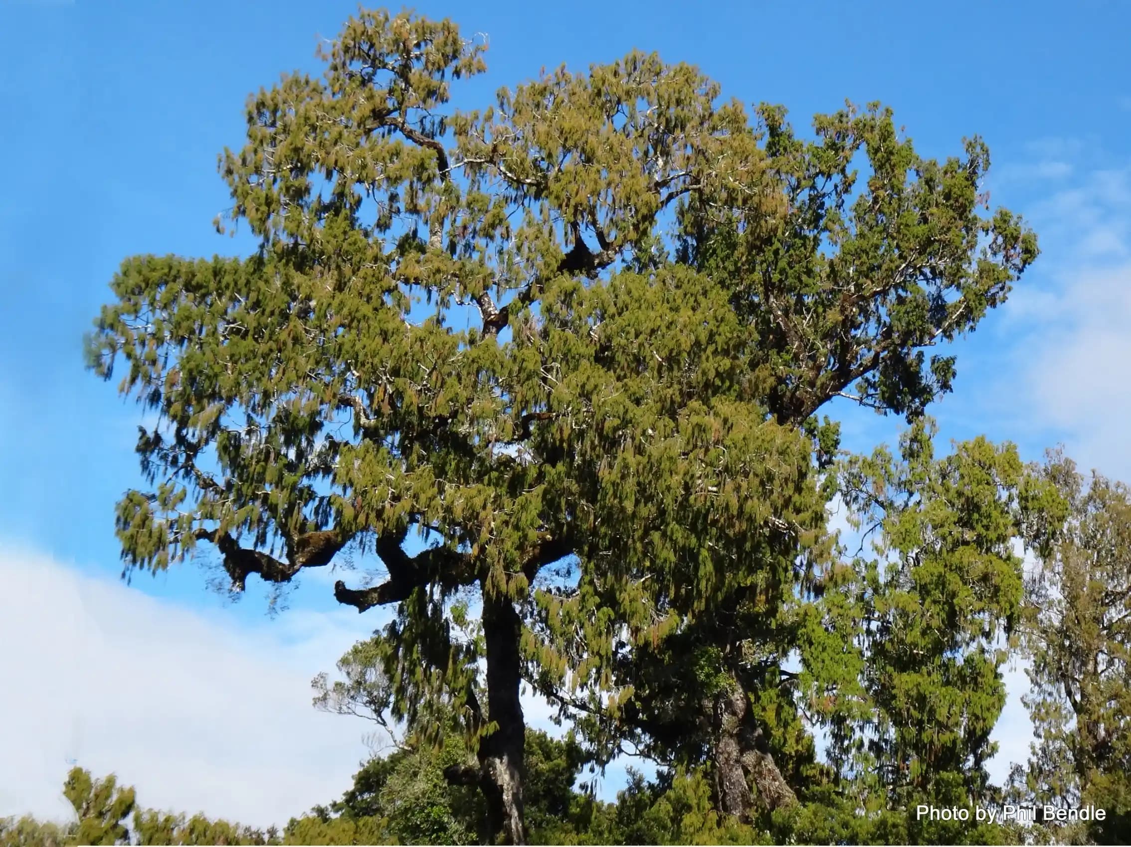 Rimu Ağacının Kozmetikte Kullanımı ve Doğal Güzellik Trendleri