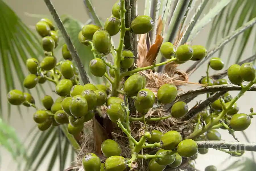 Saw Palmetto Meyvesinin Kozmetik ve Güzellikteki Faydaları ve Kullanım Yöntemleri