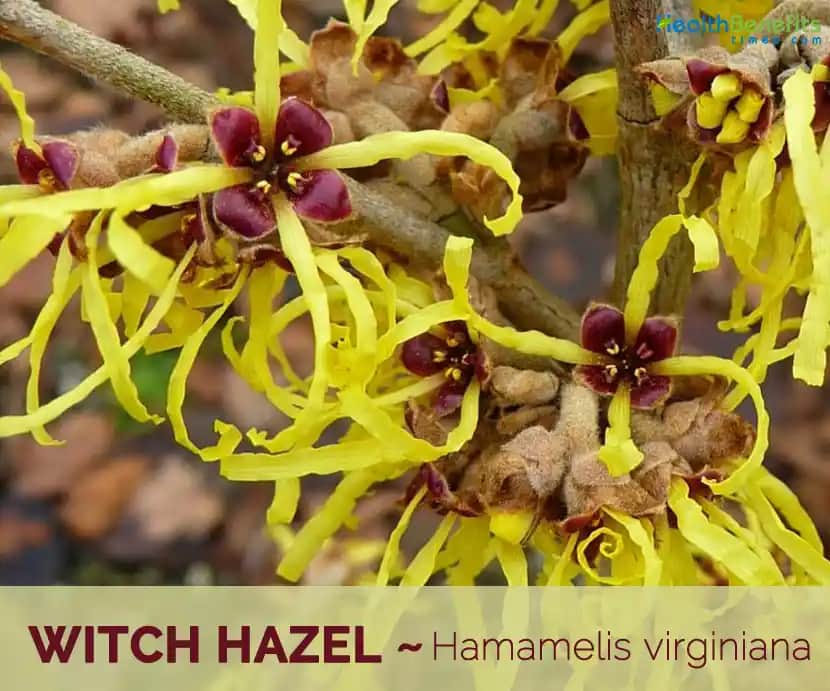 Witch Hazel Nedir ve Kozmetik Dünyasında Nasıl Kullanılır