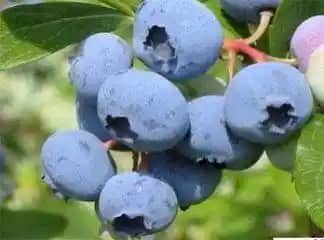 Yaban Mersini Haplarının Kozmetik ve Sağlık Alanındaki Yeri ve Faydaları