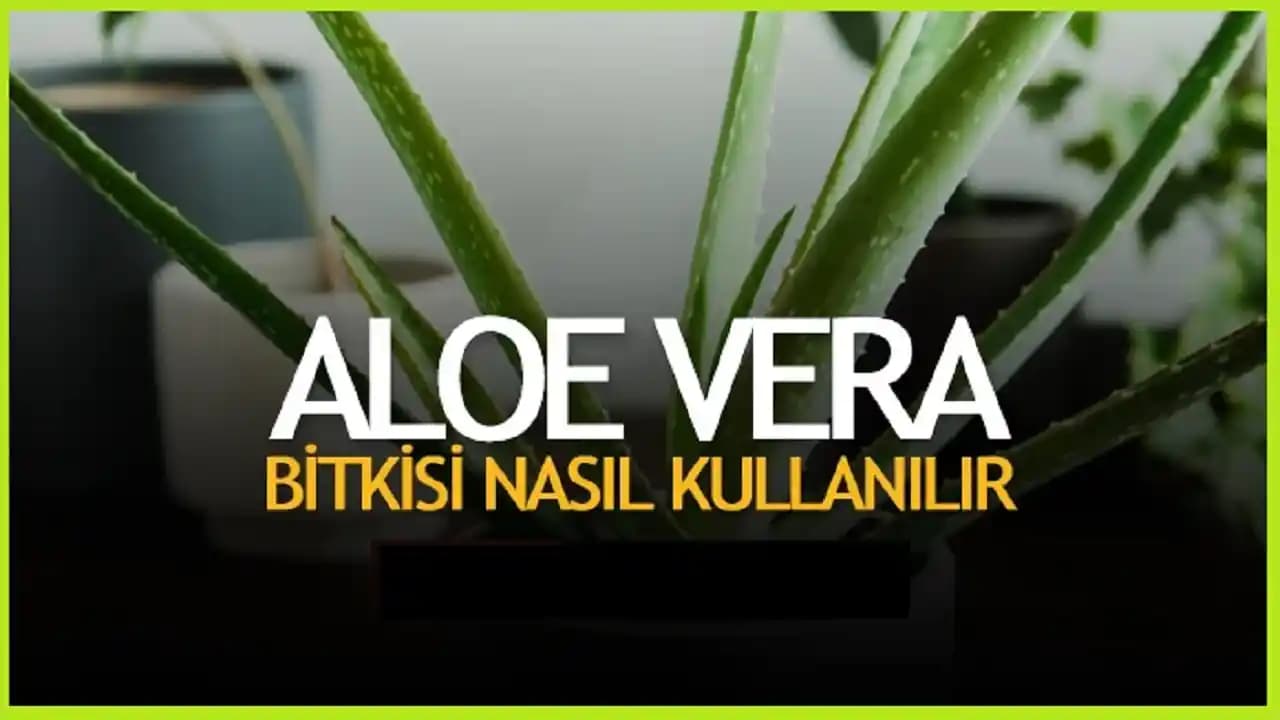 Yatmadan Önce Aloe Vera Uygulamasıyla Doğal Cilt Bakımı ve Yenilenme