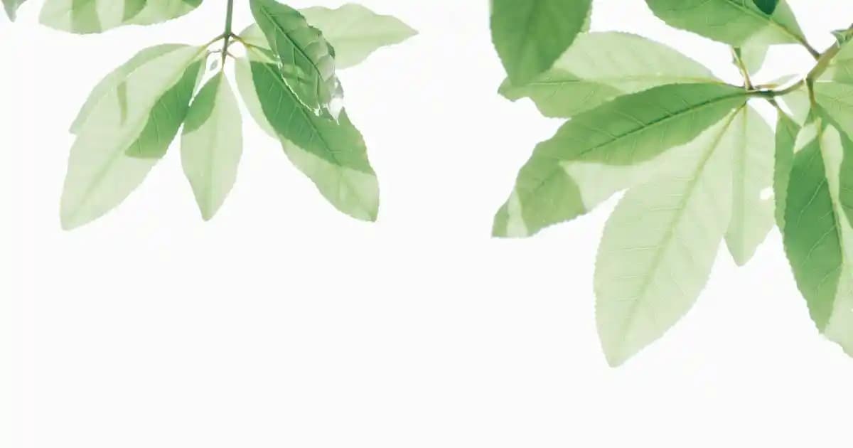 Dermoten ve Eslbeauty Serum Karşılaştırması: Hangi Cilt Bakım Ürünü Sizin İçin Uygun