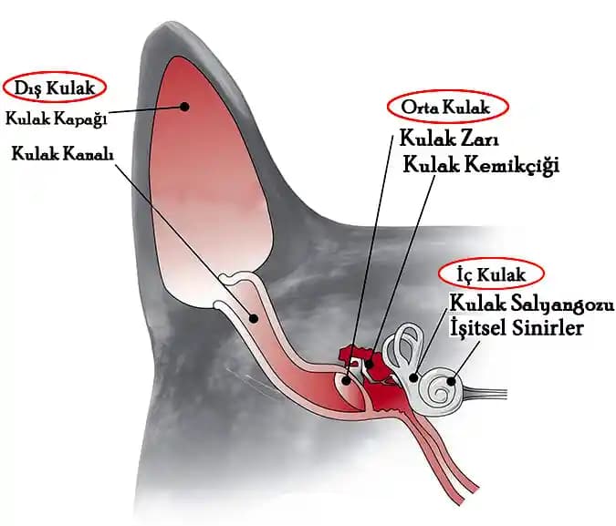Kulak Bakımı ve Güncel Kulaklık Trendleri: Sağlık ve Konfor İçin Bilmeniz Gerekenler