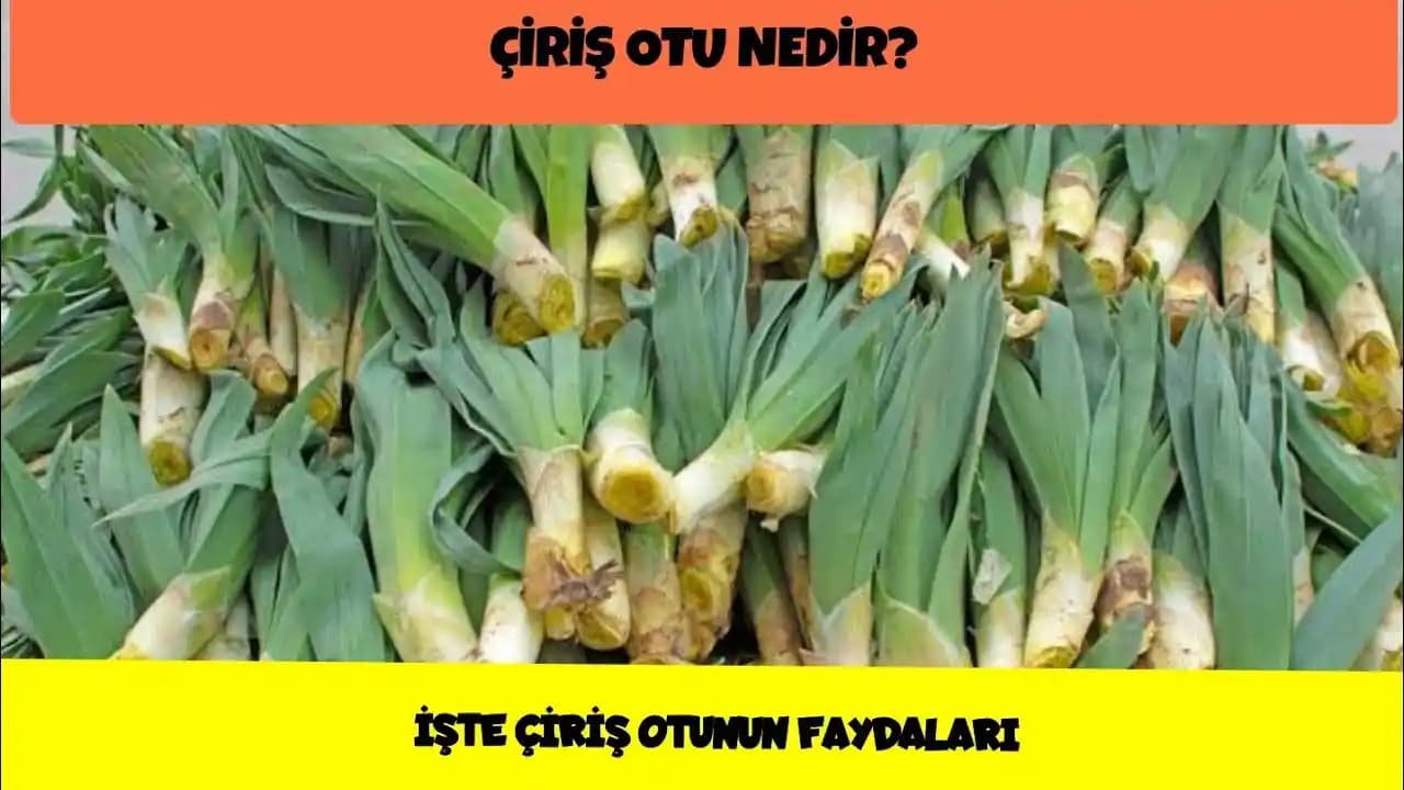 Otların Faydaları ve Potansiyel Zararları: Doğanın Sağlık Kaynakları Analizi